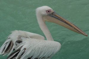 Pelicanus erythrorhynchos